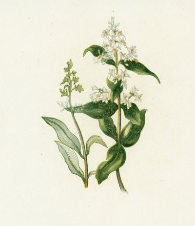 Alheña, Ligustrum Vulgare de English School